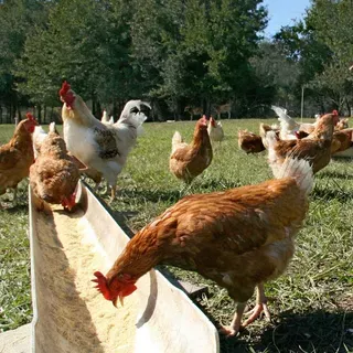 thumbnail for publication: Poultry